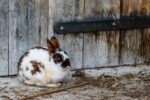 How to build a rabbit hutch out of pallets